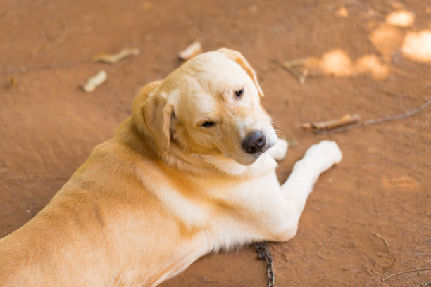 图片可爱的快乐的狗，拉布拉多图片下载
