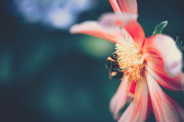 蜜蜂为粉红色的花授粉;复古风格图片下载