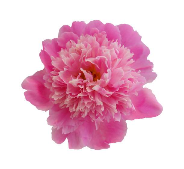 白底牡丹图片下载