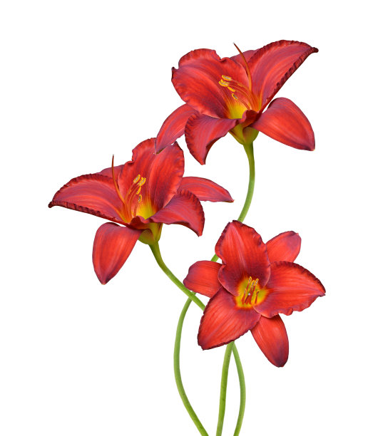 花枝:白底红黄花菜。图片下载