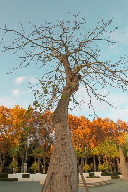 蓝天下的一棵叫猴面包树的阿丹桑尼亚树的照片。图片下载