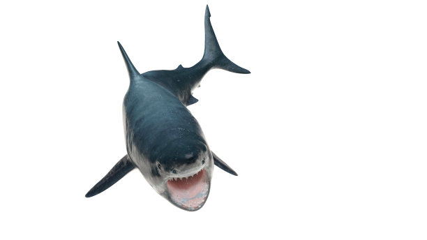大白鲨孤立在白色背景切出准备张开的嘴高角度视图3d渲染图片下载