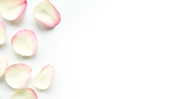 白色背景上温柔的白色玫瑰花瓣。平铺，俯视图，拷贝空间。情人节或婚礼贺卡图片下载