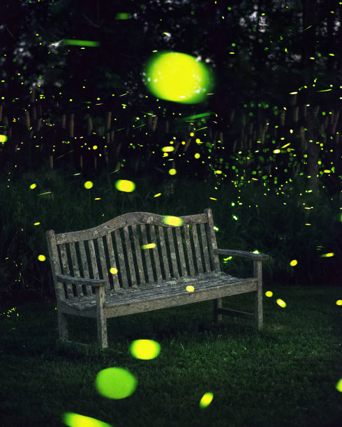 晚上有萤火虫的长椅图片下载
