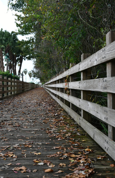 低矮的木板路与树叶图片下载