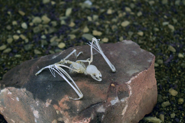 一只蝙蝠的骨架图片下载