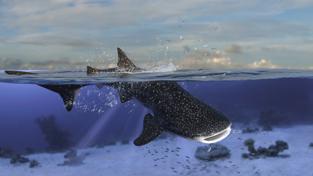 鲸鲨潜水到水下后跳出大海的3d渲染图片下载