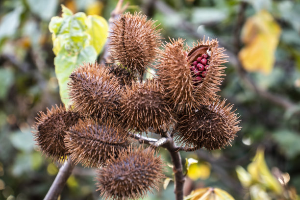 Achiote (Bixa orellana)是一种大灌木或小树，结带刺的红色果实，通常被称为“乌尔卡姆”。图片下载