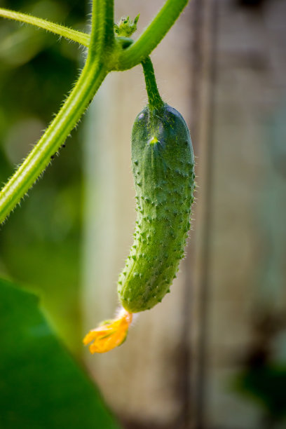 挂在有叶脉的枝条上的黄瓜。图片下载