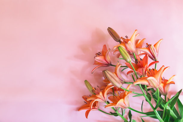 一束美丽的橙色百合在粉红色的背景上。有选择性的重点。图片下载