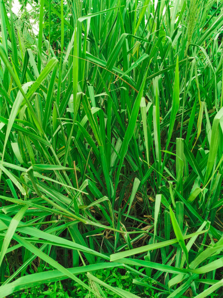 以绿草为背景和墙纸的自然视图。天然绿色植物景观图片下载