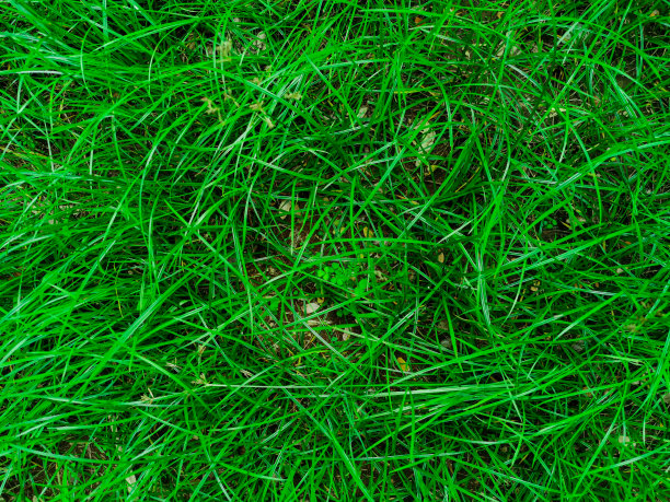 以绿草为背景和墙纸的自然视图。天然绿色植物景观图片下载