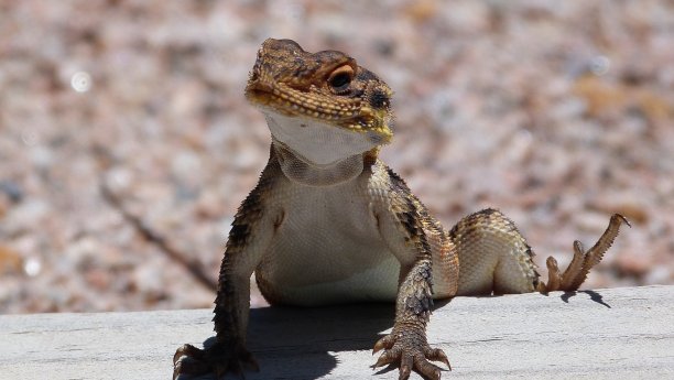龙蜥蜴挥舞着图片下载