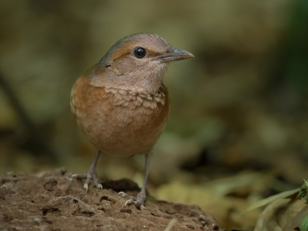 美丽的鸟图片下载