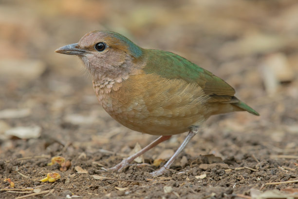 美丽的鸟图片下载