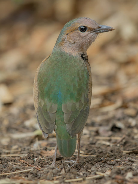 美丽的鸟图片下载