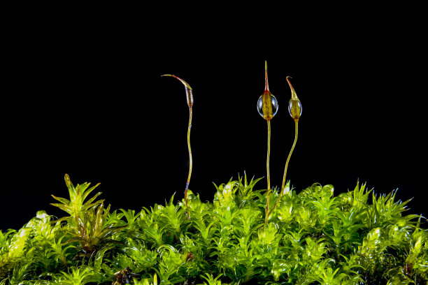 极宏观的湿苔藓与露水水滴挂在孢子胶囊为背景或墙纸图片下载