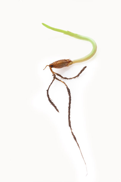 孤立在白色背景上的小麦芽图片下载