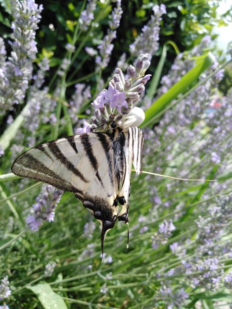 白蟹蜘蛛正在捕捉她的猎物。图片下载