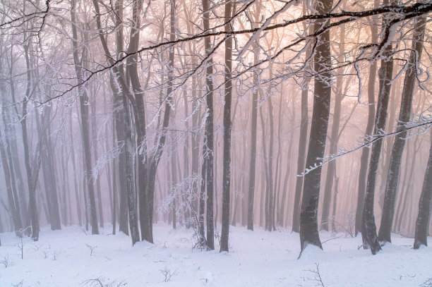 橙色的光在白色的冬天森林，日出的风景。高质量的照片图片下载