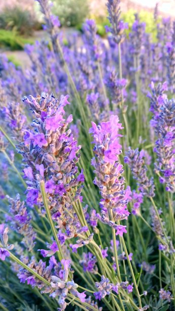 薰衣草图片下载