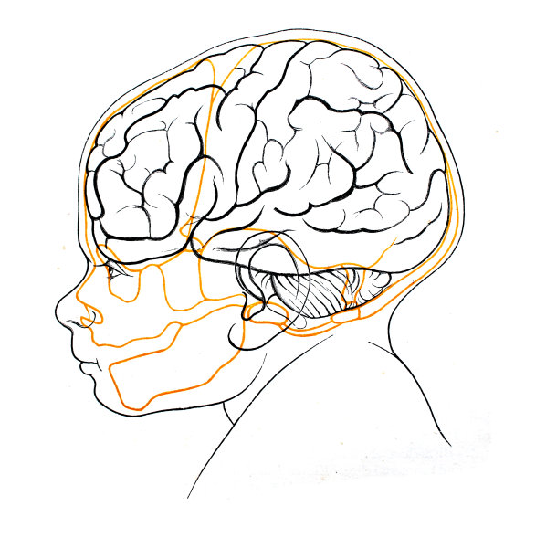 在旧书《解剖学》中描绘的一个孩子的头部、头骨和大脑，作者是Fr. Merkel, 1885, Braunschweig图片下载
