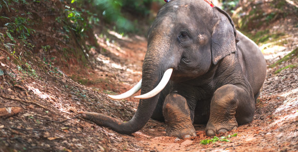 大象在泰国清迈的热带雨林河里洗澡和散步图片下载