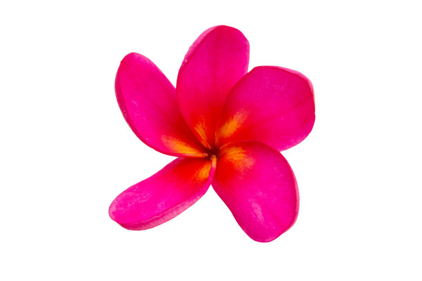 鸡蛋花花孤立图片下载