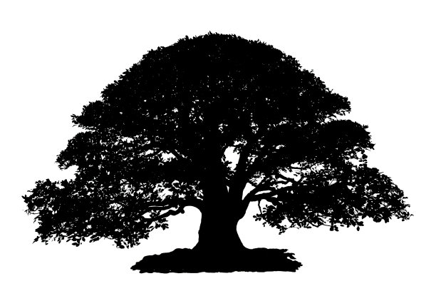 盆景树孤立的白色背景图片下载