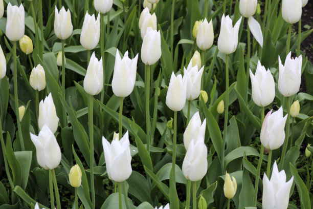 白色郁金香图片下载