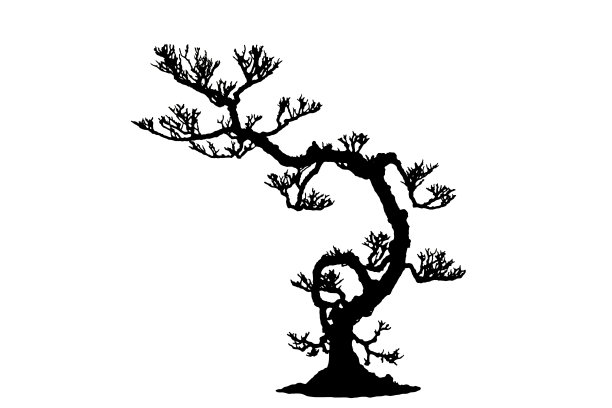 盆景树孤立的白色背景图片下载