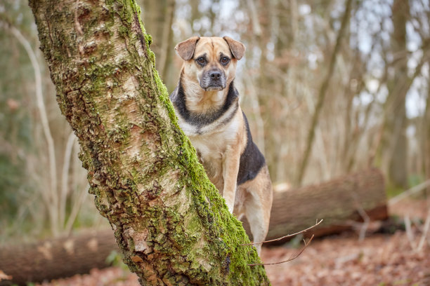 我的狗。图片下载
