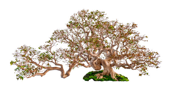 盆景树孤立的白色背景图片下载