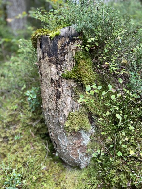 34、树根在绿色的森林里图片下载