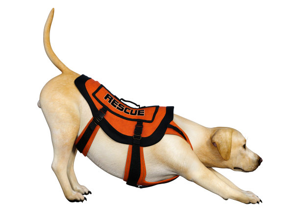 3D插图拉布拉多救援狗在白色图片下载