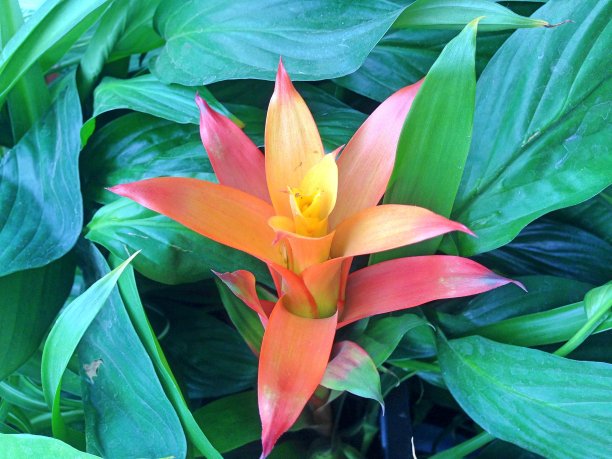 色彩斑斓的凤梨科植物花图片下载