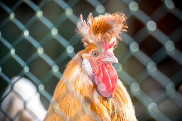 公鸡在笼子里图片下载