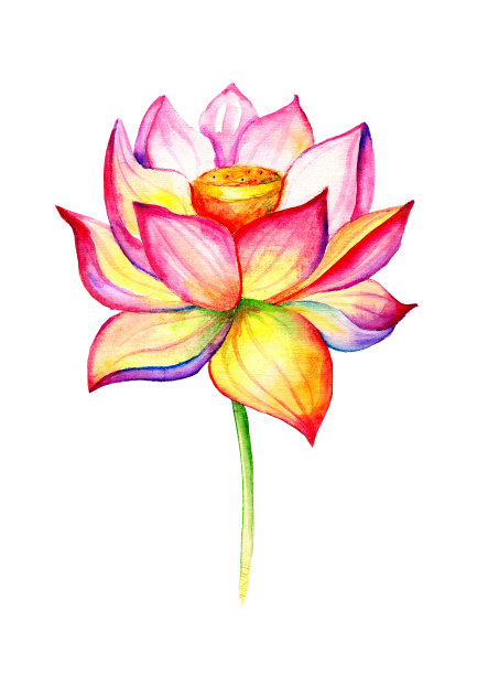 盛开的莲花。手绘装饰设计元素。水彩插图孤立的白色背景。图片下载