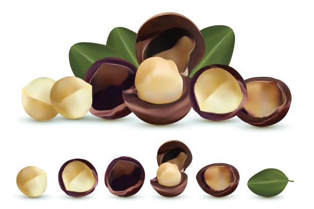 坚果澳洲坚果孤立在白色背景。有壳和无壳的坚果，叶子是绿色的。美味的坚果。有机澳洲。美丽的插图图片下载