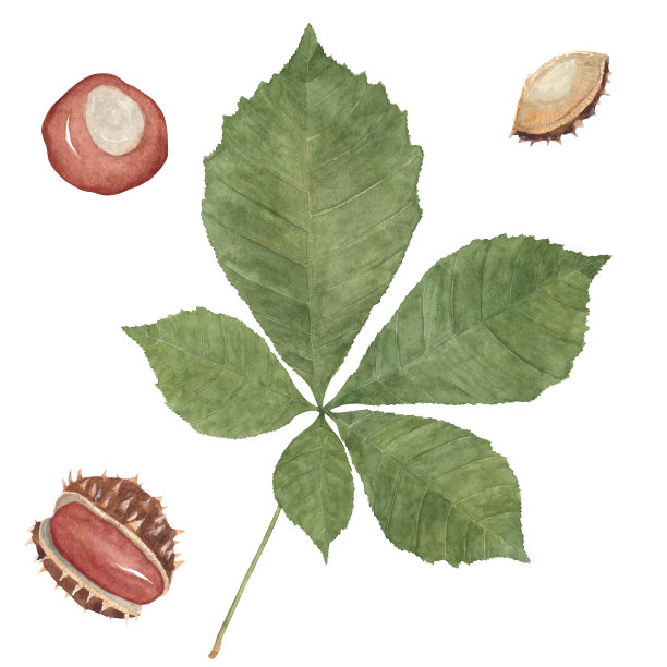 水彩栗子和叶集图片下载