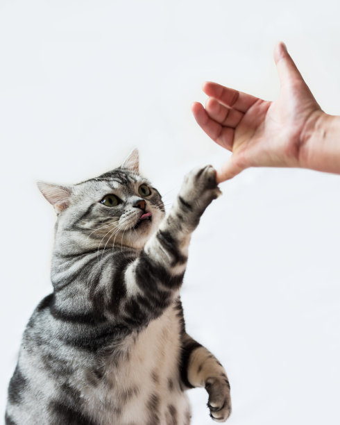 一位妇女伸出手去和一只猫握手图片下载