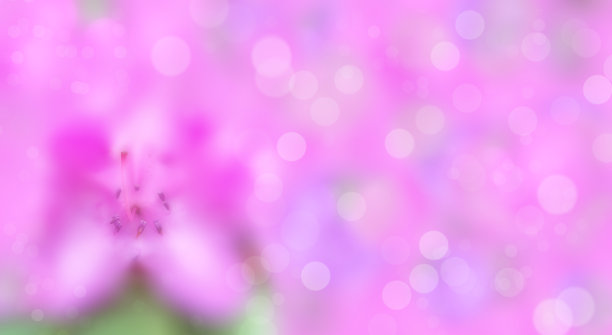 粉红色的杜鹃花是春天的旗帜。明亮模糊背景与散景。花卉图案，柔焦点。全景模板与复制空间。梦幻、浪漫、飘逸、优雅的形象图片下载