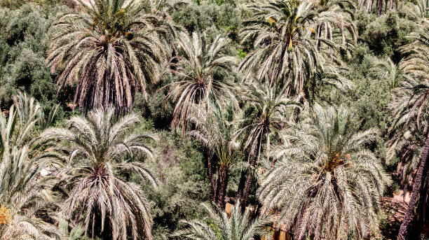 棕榈树的背景图片下载