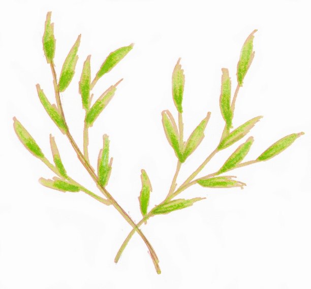 新的春天的绿色。两根带叶子的小树枝。模式。白色背景上的彩色插图。图片下载