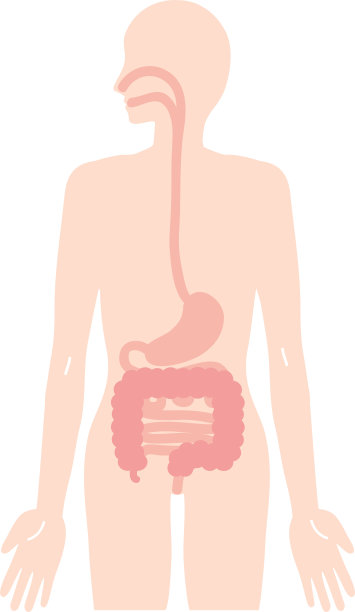 说明人体食道、胃、肠等内脏消化器官图片下载