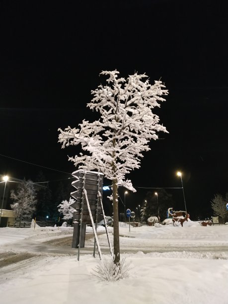 冰冻的树图片下载
