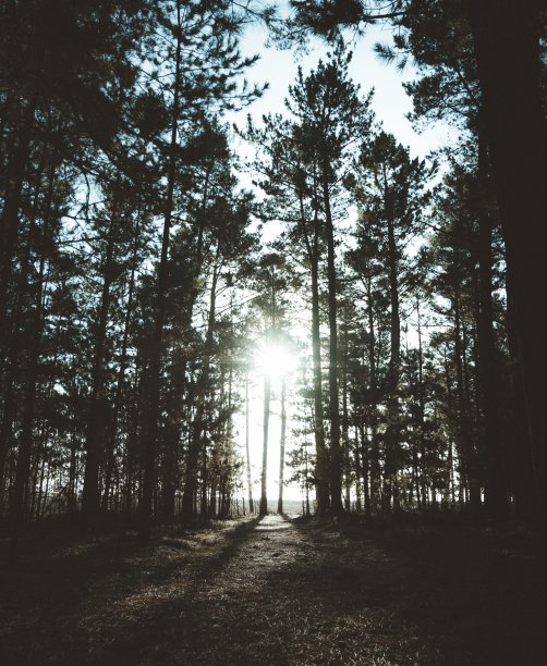 阳光穿过森林的边缘图片下载