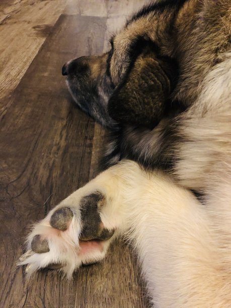 阿拉斯加雪橇犬在地板上休息图片下载