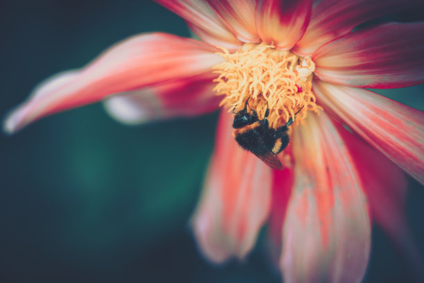 蜜蜂为粉红色的花授粉;复古风格图片下载