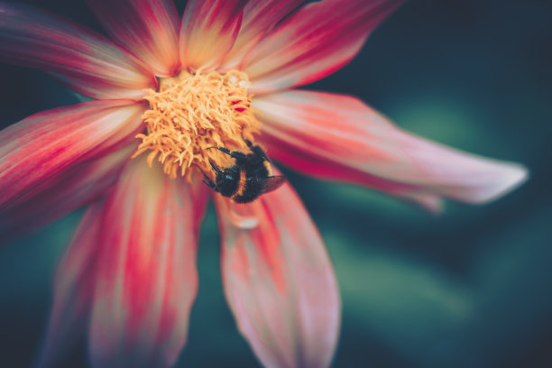蜜蜂为粉红色的花授粉;复古风格图片下载